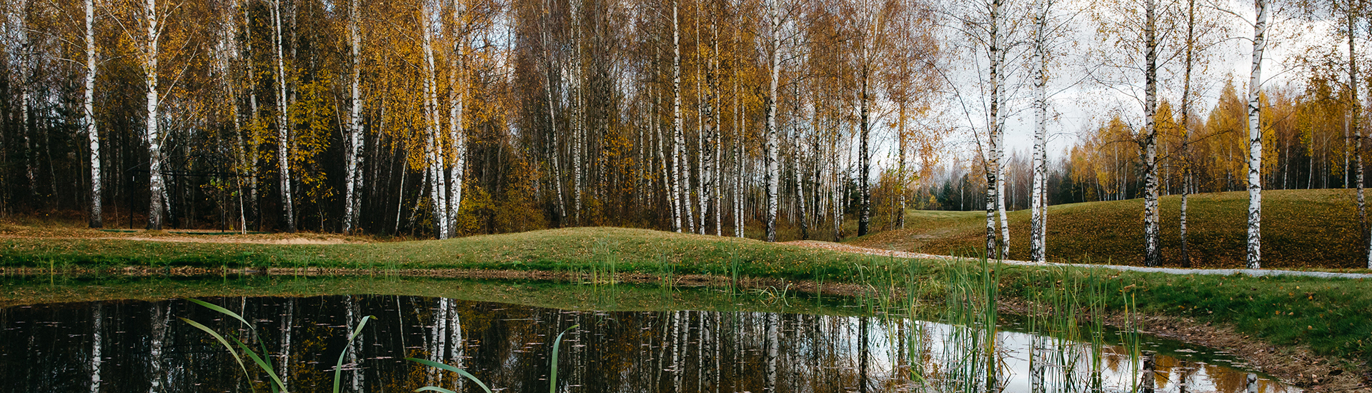 focus - kyminasi plants