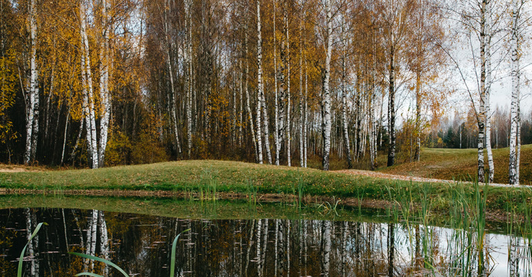 focus - kyminasi plants