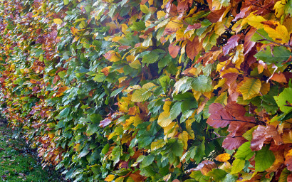 Fagus sylvatica