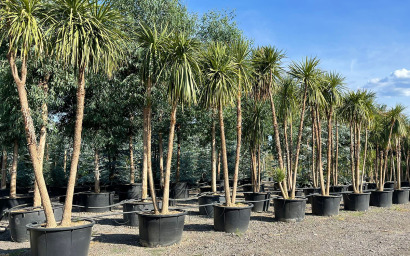 cordyline