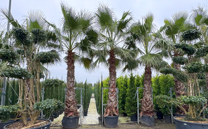 Palmen